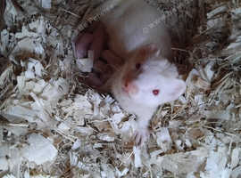 Ferret kits from working line