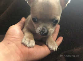 Pedigree KC Registered Long Coat Chihuahua Puppies in Grimsby, Lincolnshire  born 27/02/22