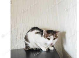 Cat for rehomeing