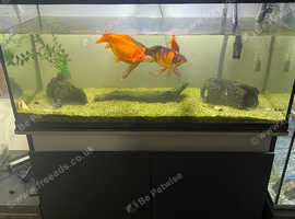 Fancy Goldfish and Loach for sale
