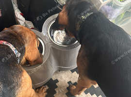 Bloodhounds for sale