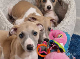 KC registered whippet puppies