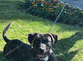 Bullmastiff for sale