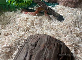 1 year old corn snake for sale