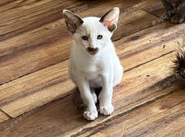Siamese kittens for sale