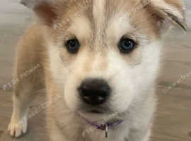 Female husky pup