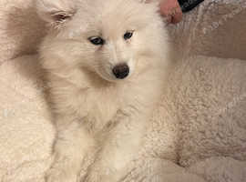 9 weeks female Samoyed