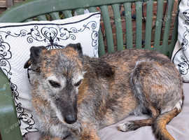 Millie lurcher brindle