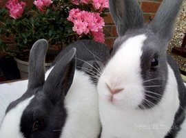 Dutch rabbits for new homes