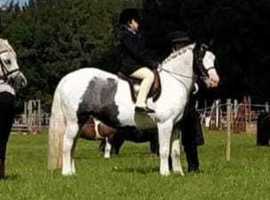 13hh cob