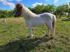 Stunning registered mare
