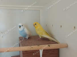 Budgies, canary's
