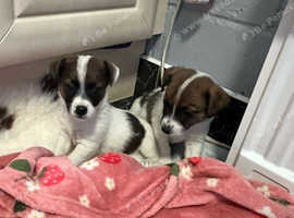 Jack Russel puppies