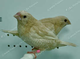 Exhibition Cremino bengalese finches