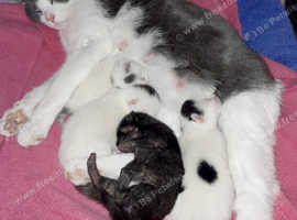 2 Kittens