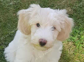 Stunning labradoodle puppy