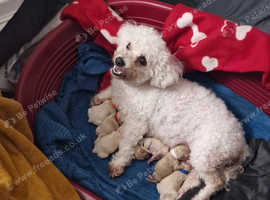 Mixed litter of poochon puppies