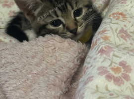 Girl kitten
