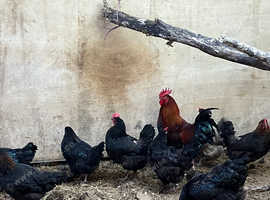 French copper marans hatching eggs