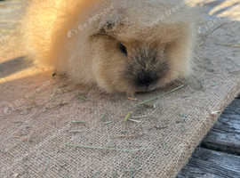 Beautiful Swiss & dew guineapigs