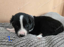 Beautiful Purebred Border Collie Puppies