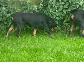 3 year old female Rottweiler