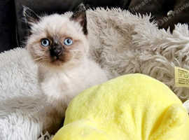 Ready now ragdoll