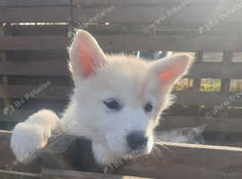 My Last litter