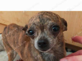 Rare gold brindle female adult