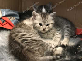 Persian cross kittens