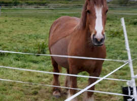 Stunning 5 yr old 13.1hh happy hacker