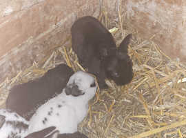 Babies rex rabbits be available in 4 weeks!