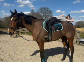 Rda / riding school type super safe boy
