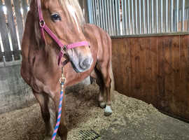 2 year old Welsh Section D Gelding