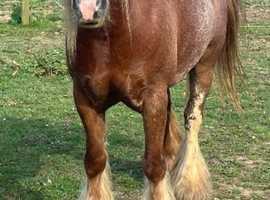 Ride and drive pony