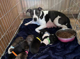 Staffordshire bull terrier puppies