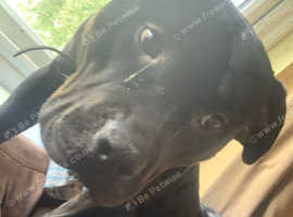 Beauty age 2 very loving dog needs some tlc due to my health I can't keep her