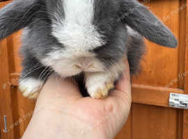 Pure bred mini lop boy