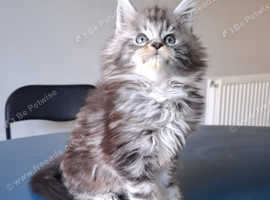 Pedigree Maine Coon kittens