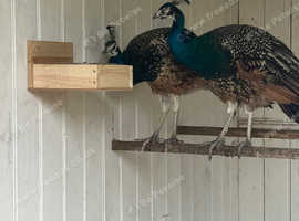 Two peacock brothers