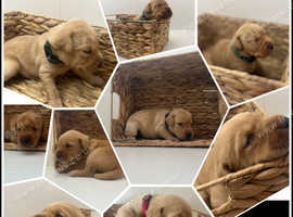 KC Registered Fox Red Champagne Yellow Labrador Puppies - Pedigree & Health Tested