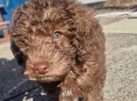 Gorgeous chocolate brown jackapoo puppy 9 weeks old
