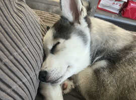 Beautiful 13 week old Siberian husky