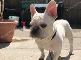 platinum frenchie 6 years old