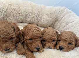 Genuine Pure Bred small Poodle