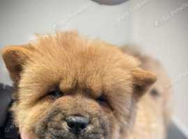 Chow chows for sale