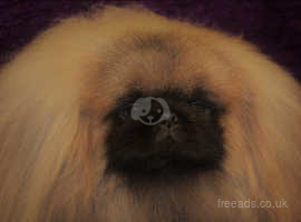 Pekingese Dogs And Puppies For Sale And Rehome In Warrington