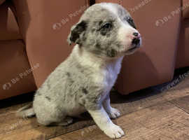 Blue merle clearance rottweiler