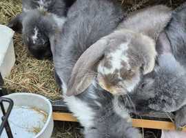 3 from 4 Female  Giant French lop