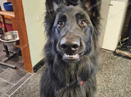 3 year old German shepherd male